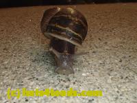 /home//u458753944/public_html/sourcegallery//Insects and small critters/slugs snails leaches (Gastropoda and Annelida)/P4220749.JPG